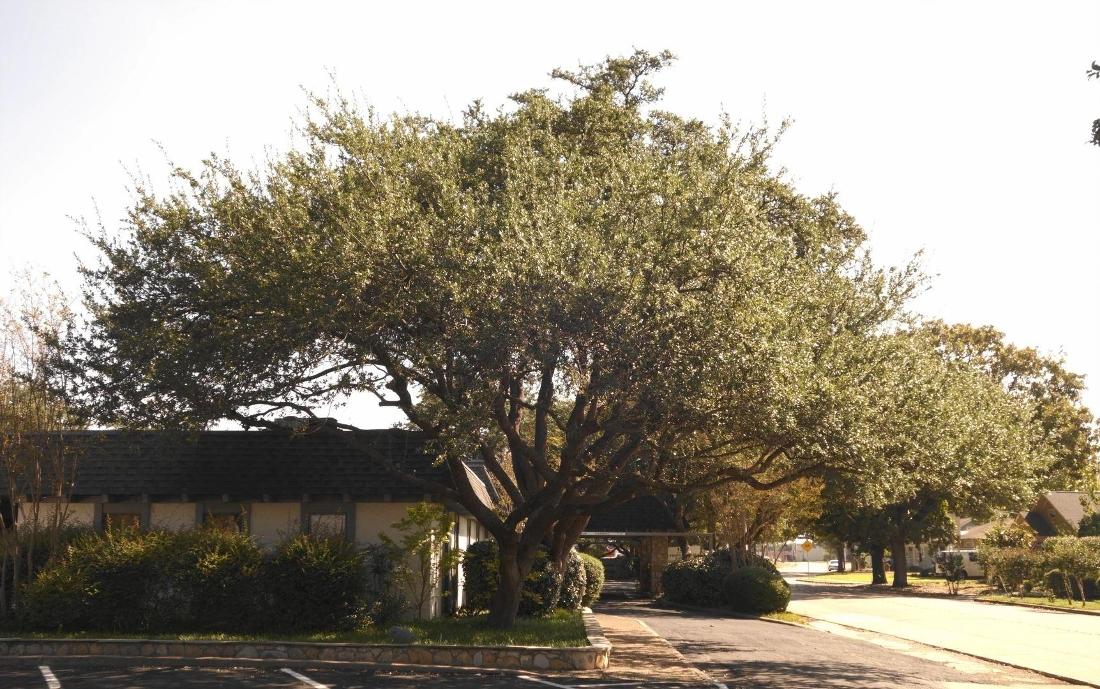 The outside a Garland Grove Dentistry in Garland Texas